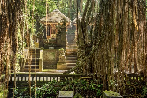 ubud monkey forest tree