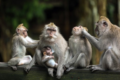 Best of Bali Tours: 3 Days Package