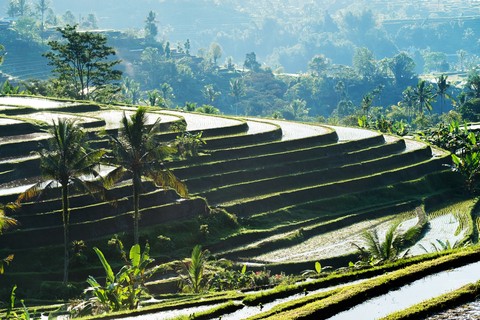 Bali Full-Day Water Temples and UNESCO Rice Terraces Tour