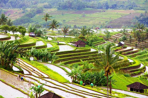 Bali Full-Day Water Temples and UNESCO Rice Terraces Tour