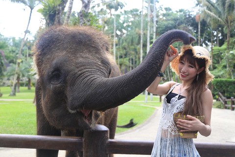 Taro Elephant Sanctuary with Volcano and Jungle Swing