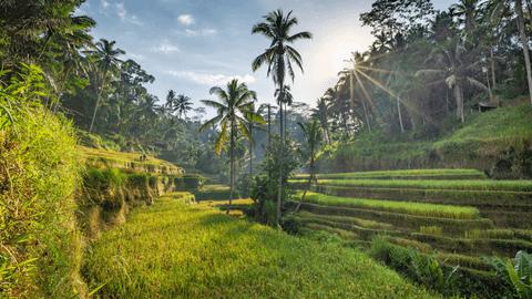 Private Shore Excursion: Customized Best of Bali Tour