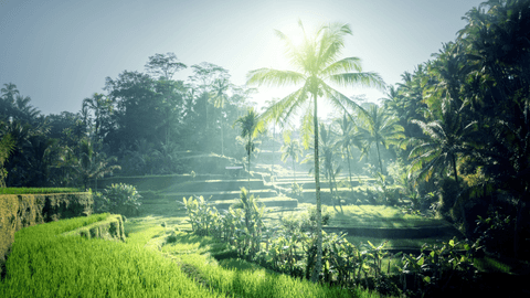 Cretya Ubud, Monkey Forest, and Tegalalang Rice Terrace with Extreme Swing Private Tour