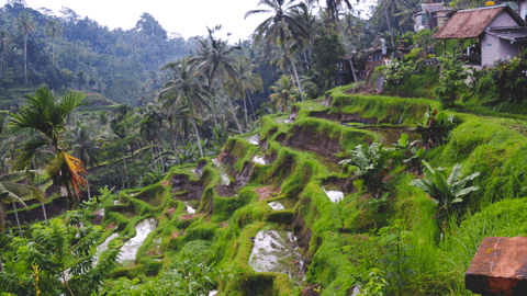 Jungle Buggy Adventure and Ubud Tour