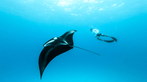 From Bali: Manta Point Snorkeling & Nusa Penida Highlights Tour