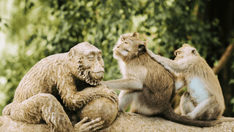 ubud monkey forest