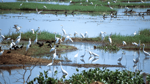 From Ubud: Evening Tour to Petulu White Herons & Legong Dance