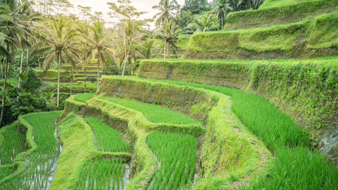 Taro Elephant Wash with Private Transfers