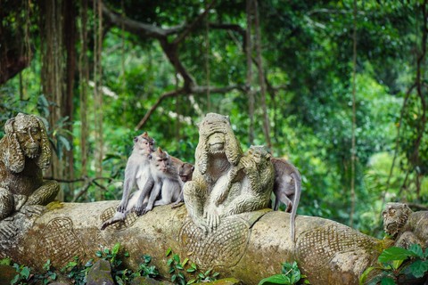 Monkey forest ubud bali