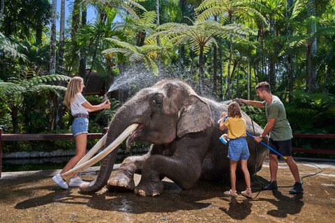 Taro Elephant Wash with Private Transfers