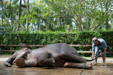 Taro Elephant Wash with Private Transfers
