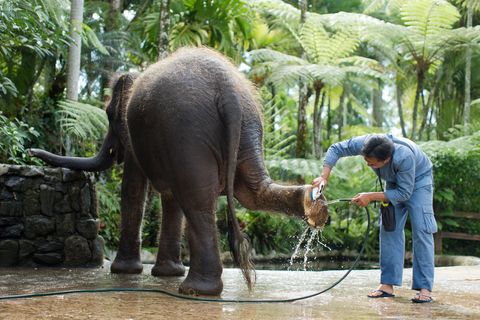 Taro Elephant Wash with Private Transfers