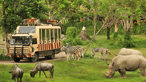 Bali safari
